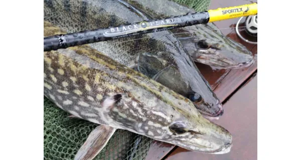 SPORTEX - Přívlačový prut Black Pearl GT-3 2,1 m 20 g Baitcast