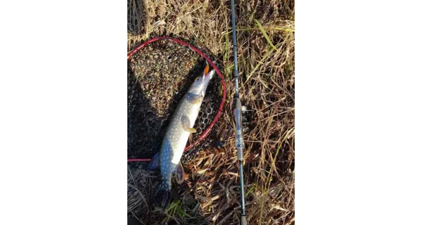 SPORTEX - Přívlačový prut Graphenon Spin 2,7 m 80 g