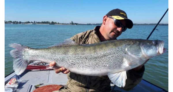 SPORTEX - Přívlačový prut Revolt Spin 2,7 m 80 g 2 díly