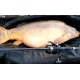 SPORTEX - Prut Beyond Carp 3,66 m 2,75 lb