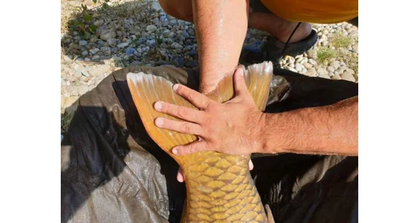 SPORTEX - Prut Beyond Carp 3,66 m 3,25 lb