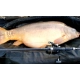 SPORTEX - Prut Beyond Carp 3,96 m 3,75 lb