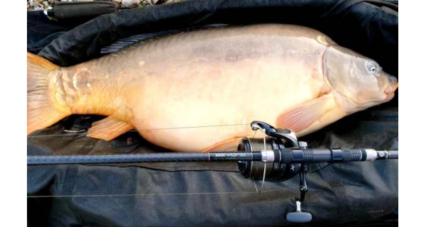 SPORTEX - Prut Beyond Carp 3,96 m 3,75 lb