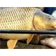 SPORTEX - Prut Catapult CS-3 Carp 3,66 m 3,25 lb
