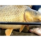 SPORTEX - Prut Catapult CS-3 Carp 3,66 m 3 lb