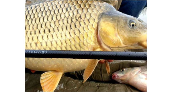 SPORTEX - Prut Catapult CS-3 Carp 3,66 m 3 lb