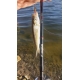 SPORTEX - Prut Nova Ultra Light 3-9 g 1,85 m