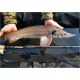SPORTEX - Prut Xclusive Heavy Feeder NT 3,9 m 100-190 g