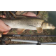 SPORTEX - Prut Xclusive Heavy Feeder NT 3,9 m 100-190 g