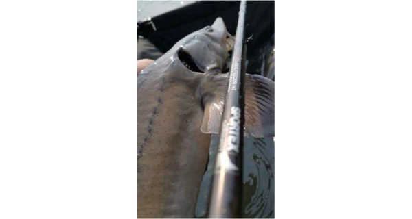 SPORTEX - Prut Xclusive Heavy Feeder NT 3,9 m 100-190 g