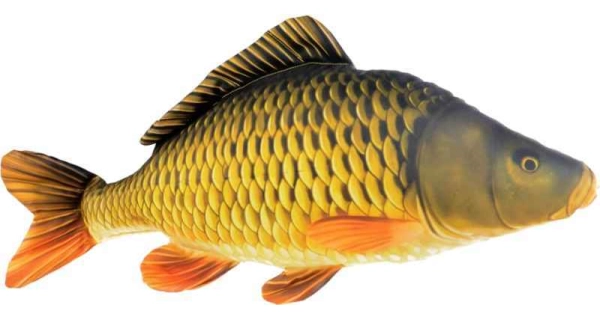 SPORTS - Dekorační polštář kapr šupináč 61 cm