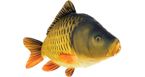SPORTS - Dekorační polštář kapr šupináč 61 cm