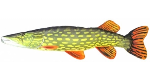 SPORTS - Dekorační polštář Štika 80 cm