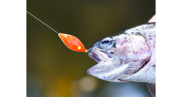 SPRO - Třpytka Trout Master Incy Inline Spin Spoon 3 g Black n White 1 ks