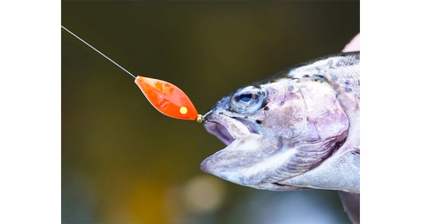 SPRO - Třpytka Trout Master Incy Inline Spin Spoon 3 g Black Orange 1 ks
