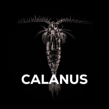 SQUAT CARP - Bait Spray Calanus 50 ml