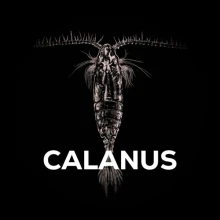 SQUAT CARP - Boilies v mořské soli Hard Hookbaits Calanus 24 mm
