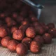 SQUAT CARP - Hotové Boilies Big Boss 5 kg 24 mm