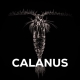 SQUAT CARP - Stick Mix Calanus 1 kg + Booster 100 ml