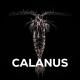 SQUAT CARP - Stick Mix Calanus 1 kg + Booster 100 ml