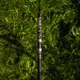 VAGNER - Prut Origin Belly S 1,6 m 300 g
