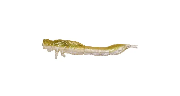 WESTIN - Gumová nástraha Odonata Ned Creaturebait 6,5 cm 2 g 4 ks Olive Mist