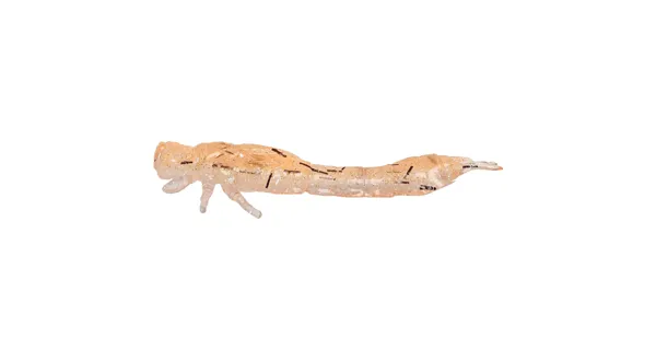 WESTIN - Gumová nástraha Odonata Ned Creaturebait 6,5 cm 2 g 4 ks UV Shrimp