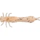 WESTIN - Gumová nástraha Odonata Ned Creaturebait 6,5 cm 2 g 4 ks UV Shrimp